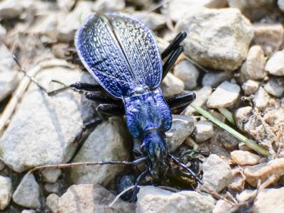 Carabe problématique Carabus problematicus Herbst, 1786