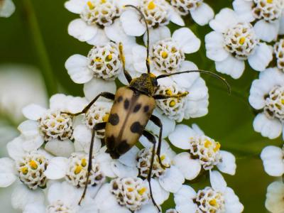 Lepture trapu Pachytodes cerambyciformis (Schrank, 1781)