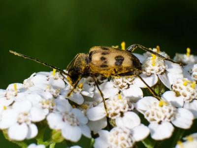 Lepture trapu Pachytodes cerambyciformis (Schrank, 1781)