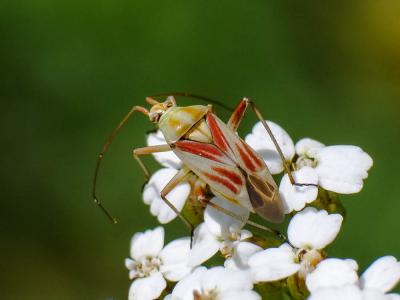  Calocoris roseomaculatus (De Geer, 1773)