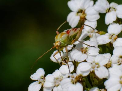  Calocoris roseomaculatus (De Geer, 1773)