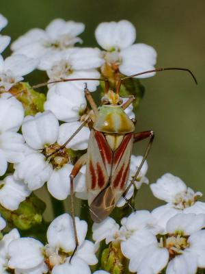  Calocoris roseomaculatus (De Geer, 1773)