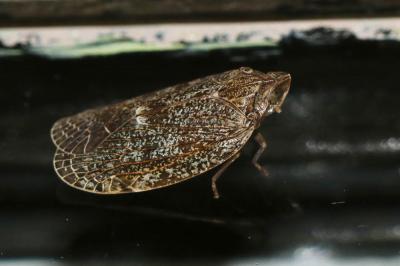 Achilide Cixidia pilatoi D'Urso & Guglielmino, 1995
