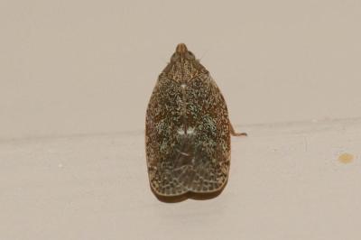 Achilide Cixidia pilatoi D'Urso & Guglielmino, 1995