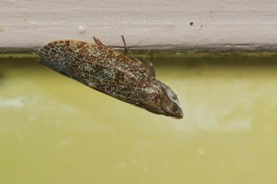 Achilide Cixidia pilatoi D'Urso & Guglielmino, 1995