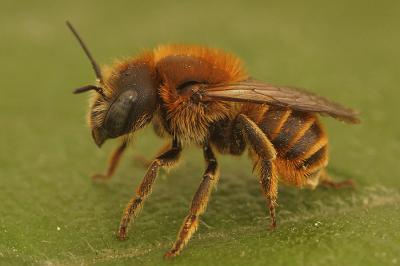  Osmia aurulenta (Panzer, 1799)