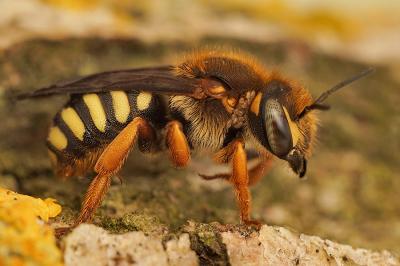  Rhodanthidium septemdentatum (Latreille, 1809)