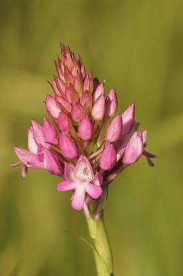 Orchis pyramidal, Anacamptis en pyramide Anacamptis pyramidalis (L.) Rich., 1817