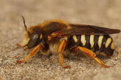  Rhodanthidium septemdentatum (Latreille, 1809)