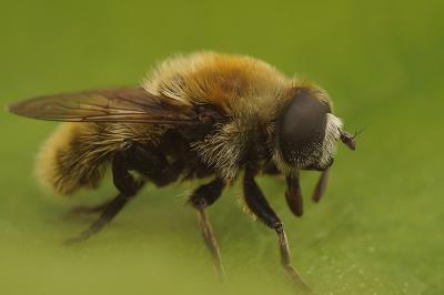 Mouche des narcisses, Syrphe des narcisses Merodon equestris (Fabricius, 1794)