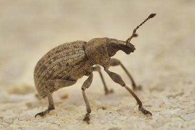  Liophloeus tessulatus (O.F. Müller, 1776)