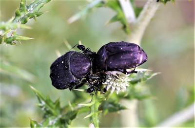 Cétoine noire (la) Netocia morio (Fabricius, 1781)