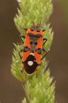Punaise écuyère Lygaeus equestris (Linnaeus, 1758)