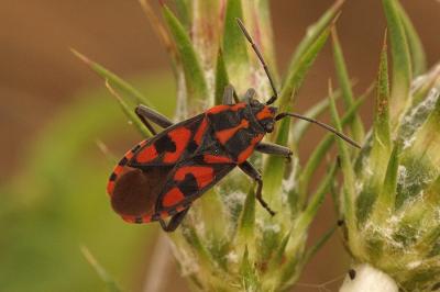 Punaise à damier Spilostethus saxatilis (Scopoli, 1763)