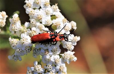 Lycie sanguine Lygistopterus sanguineus (Linnaeus, 1758)