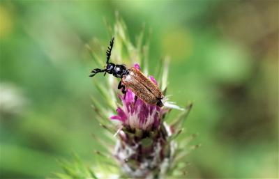 Panache jaune Drilus flavescens (Geoffroy in Fourcroy, 1785)