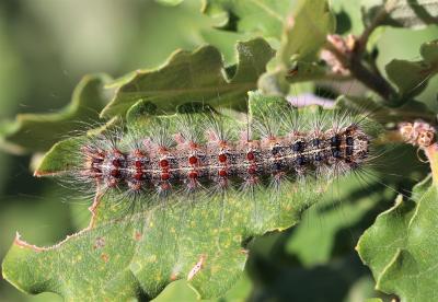 Disparate (Le), Spongieuse (La), Zigzag (Le) Lymantria dispar (Linnaeus, 1758)
