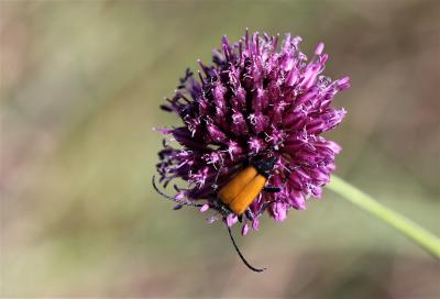 Lepture fauve Stictoleptura fulva (De Geer, 1775)