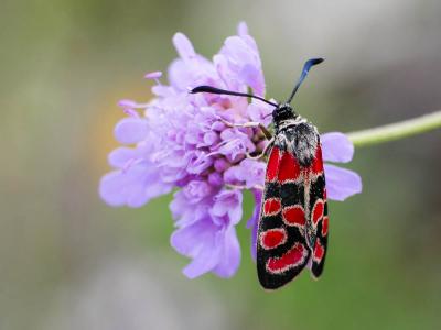 Zygène du Sainfoin (La),Zygène de la Carniole (La) Zygaena carniolica (Scopoli, 1763)