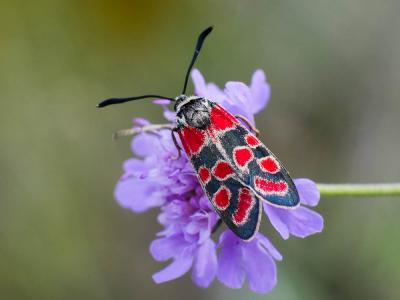 Zygène du Sainfoin (La),Zygène de la Carniole (La) Zygaena carniolica (Scopoli, 1763)