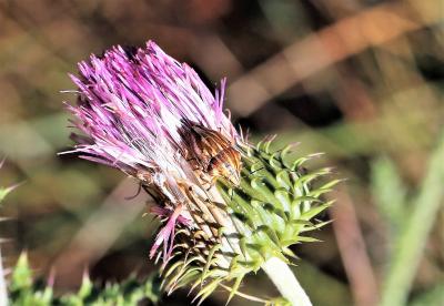  Odontotarsus purpureolineatus (Rossi, 1790)