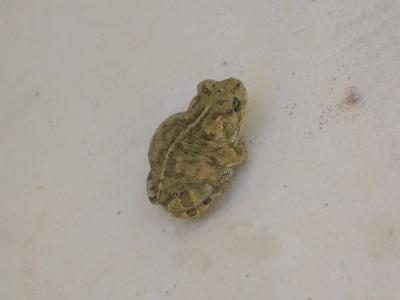 Crapaud calamite Epidalea calamita (Laurenti, 1768)