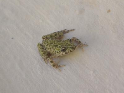 Pélodyte ponctué Pelodytes punctatus (Daudin, 1803)