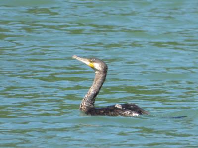 Grand Cormoran Phalacrocorax carbo sinensis (Shaw & Nodder, 1801)