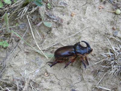 Scarabée rhinocéros européen, Rhinocéros Oryctes nasicornis (Linnaeus, 1758)