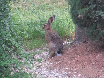 Lièvre d'Europe Lepus europaeus Pallas, 1778