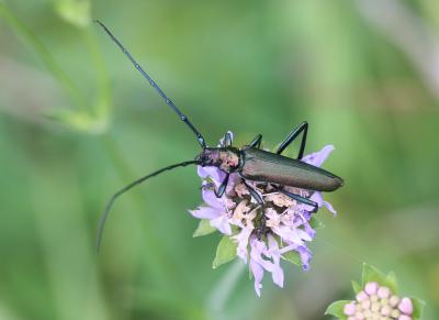  Aromia moschata (Linnaeus, 1758)