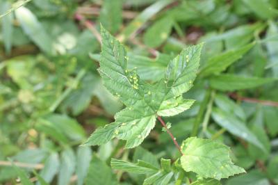  Dasineura ulmaria (Bremi, 1847)