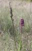 Orchis pourpre, Grivollée Orchis purpurea Huds., 1762
