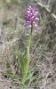 Orchis militaire, Casque militaire, Orchis casqué Orchis militaris L., 1753