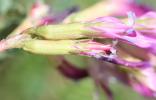 Astragale de Montpellier, Esparcette bâtarde Astragalus monspessulanus L., 1753