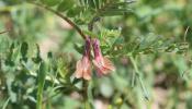 Vesce striée Vicia pannonica var. purpurascens (DC.) Ser., 1825