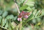Vesce striée Vicia pannonica var. purpurascens (DC.) Ser., 1825