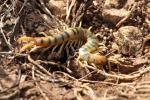  Scolopendra cingulata Latreille, 1789