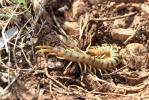  Scolopendra cingulata Latreille, 1789
