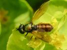  Chloromyia formosa (Scopoli, 1763)