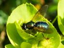  Chloromyia formosa (Scopoli, 1763)