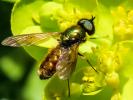  Chloromyia formosa (Scopoli, 1763)
