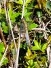 Orthétrum réticulé (L') Orthetrum cancellatum (Linnaeus, 1758)