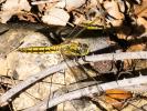 Orthétrum réticulé (L') Orthetrum cancellatum (Linnaeus, 1758)