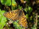 Mélitée du Plantain (La), Déesse à ceinturons (La) Melitaea cinxia (Linnaeus, 1758)