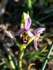 Ophrys bécasse Ophrys scolopax Cav., 1793