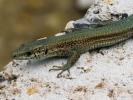 Lézard catalan des Cévennes Podarcis liolepis cebennensis Guillaume & Geniez in Fretey, 1986