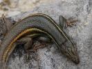 Psammodrome algire Psammodromus algirus (Linnaeus, 1758)