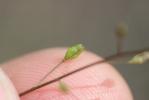 Hyménolobe couché Hornungia procumbens (L.) Hayek, 1925