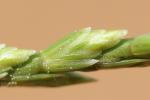 Catapode des graviers Micropyrum tenellum (L.) Link, 1844